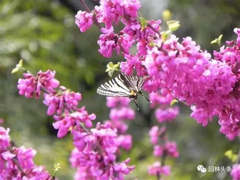 開白花的喬木|開花喬木成為2018年大熱門，哪些樹種更受歡迎？